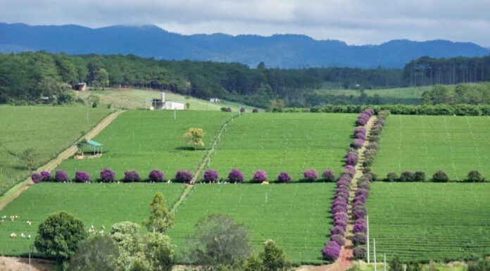 The Ultimate Guide to the Lavender Fields of Lam Dong: A Breathtaking Spectacle for the Young and Young-at-Heart.