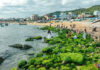 The Archipelagic Beach in Quy Nhon Turns into a ‘Green Silk Ribbon’, Attracting Visitors for a Perfect Check-in