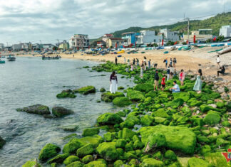 The Archipelagic Beach in Quy Nhon Turns into a ‘Green Silk Ribbon’, Attracting Visitors for a Perfect Check-in