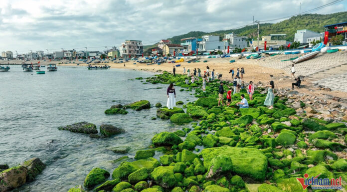 The Archipelagic Beach in Quy Nhon Turns into a ‘Green Silk Ribbon’, Attracting Visitors for a Perfect Check-in
