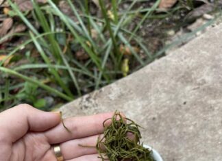 The Ancient Market at the Heart of Thai Nguyen: A 30-Year-Old Haven for Connoisseurs Seeking a Specialty Shop’s Singular Selection.