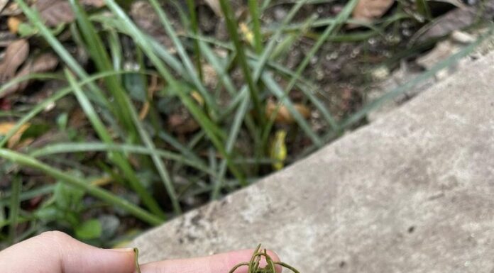 The Ancient Market at the Heart of Thai Nguyen: A 30-Year-Old Haven for Connoisseurs Seeking a Specialty Shop’s Singular Selection.