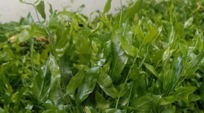 The Tasty Treasures of Ha Nam: 8 Delicacies You Must Try When Visiting