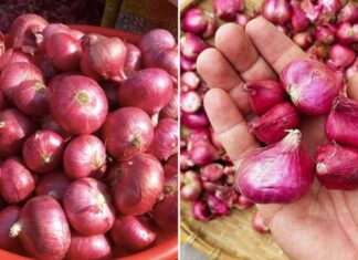 The Secret to Long-Term Sprout-Free Dried Onion Storage
