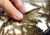 The Ultimate Guide to Shopping for Shrimp: Beware of These 4 Red Flags
