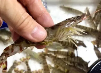 The Ultimate Guide to Shopping for Shrimp: Beware of These 4 Red Flags