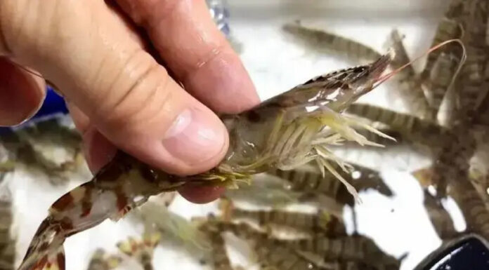 The Ultimate Guide to Shopping for Shrimp: Beware of These 4 Red Flags