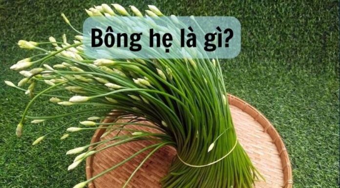 The Ultimate Superfood: Nature’s Bounty at its Best.