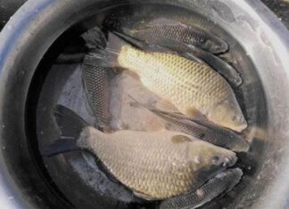 “The Ultimate Guide to Choosing the Tastiest Catfish: Size Matters”