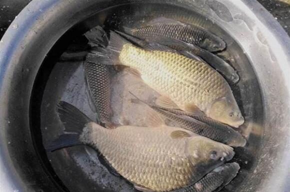 “The Ultimate Guide to Choosing the Tastiest Catfish: Size Matters”