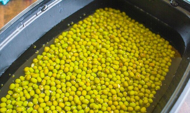 “The Ultimate Guide to Growing Your Own Bean Sprouts: Delicious, Healthy, and Free from Harmful Chemicals”