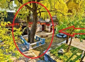 The 3 Houseplants That Are Draining Your Wallet and Your Health: Uncover the Surprising Reason for Your Financial Woes.