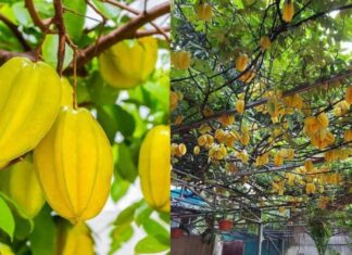“Attract Wealth and Prosperity: The Power of the Small Carambola Tree for Those Born in the Year of the Snake in 2025.”