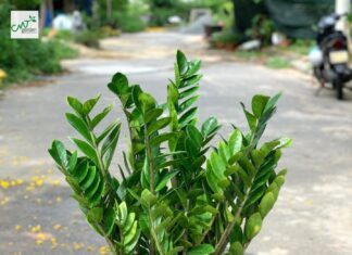 The 5 Money-Magnet Plants to Attract Wealth and Prosperity: A Guide to Generational Wealth and Fortune