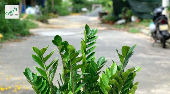 The 5 Money-Magnet Plants to Attract Wealth and Prosperity: A Guide to Generational Wealth and Fortune