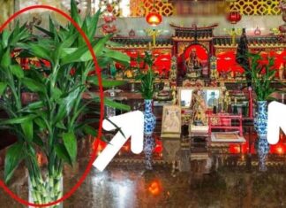 The 3 Lucky Aquatic Plants for Your Ancestral Altar: Attract Wealth Like a Magnet