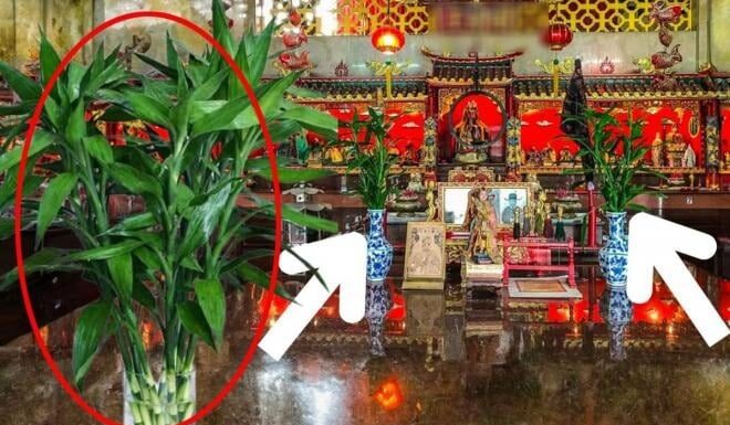The 3 Lucky Aquatic Plants for Your Ancestral Altar: Attract Wealth Like a Magnet
