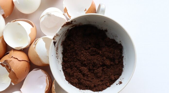 The Surprising Uses of Eggshells: Unveiling the Unexpected Benefits
