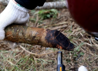 Should You Prune Peach Branches Before Displaying Them for Tet?