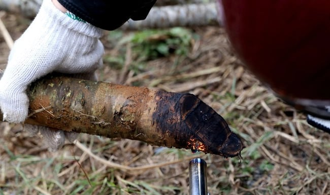 Should You Prune Peach Branches Before Displaying Them for Tet?