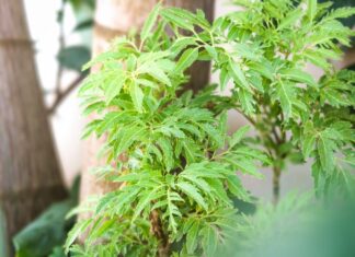 The Secret to Wealth: Unlocking the Power of the Dinh Lang Tree