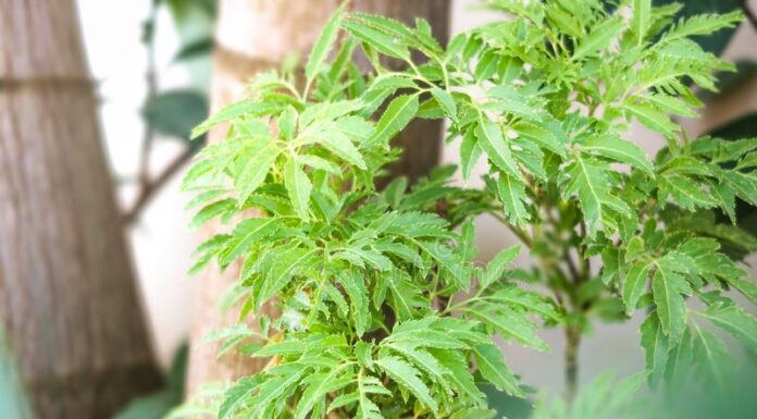 The Secret to Wealth: Unlocking the Power of the Dinh Lang Tree