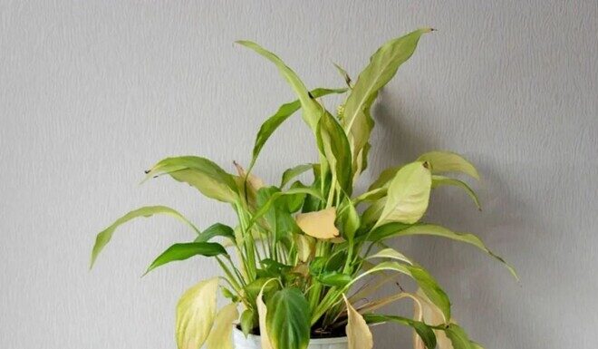 The Ultimate Guide to Year-End House Cleaning: Uncover the Secrets of “3 Don’t Keep, 4 Don’t Touch, 5 Must-Sweep” for a Prosperous New Year