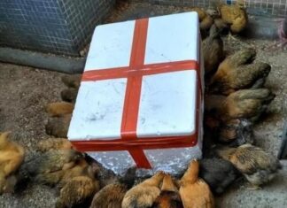 Why Do Chickens Eat Styrofoam? Uncovering the Truth Behind This Unusual Habit