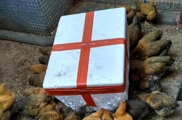 Why Do Chickens Eat Styrofoam? Uncovering the Truth Behind This Unusual Habit