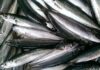 The Ultimate Guide to Choosing the Freshest Mackerel