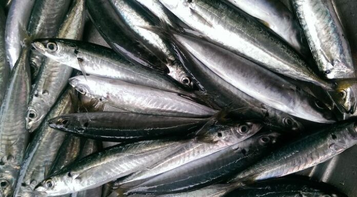 The Ultimate Guide to Choosing the Freshest Mackerel