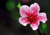 The Ultimate Guide to Choosing and Caring for Peach Blossoms this Lunar New Year to Invite Prosperity into Your Home