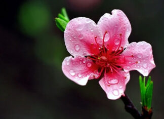 The Ultimate Guide to Choosing and Caring for Peach Blossoms this Lunar New Year to Invite Prosperity into Your Home