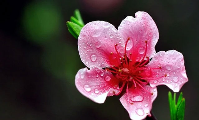 The Ultimate Guide to Choosing and Caring for Peach Blossoms this Lunar New Year to Invite Prosperity into Your Home