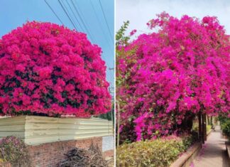 Spring Gardening Secrets: This Magic Water Will Make Your Bougainvillea Bloom Brilliantly