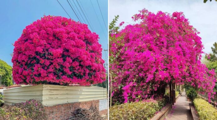 Spring Gardening Secrets: This Magic Water Will Make Your Bougainvillea Bloom Brilliantly