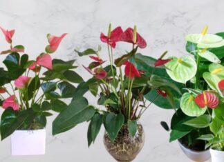 The Lucky Three: Adorn Your Wealth God Altar with These Blooming Plants for an Abundance of Wealth and Prosperity