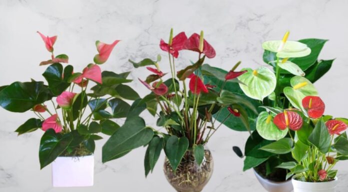 The Lucky Three: Adorn Your Wealth God Altar with These Blooming Plants for an Abundance of Wealth and Prosperity