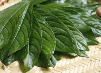 The Ultimate Guide to the Super Leaf: Discover a Leaf that’s 10 Times Tastier than Perilla and Packed with Nutritional Goodness