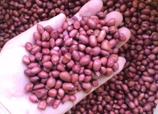 The Great Lac Seed Debate: Unveiling the Delicious Truth About Red and White Varieties