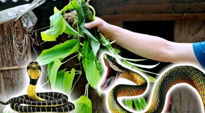 6 Types of Plants That Snakes Absolutely Adore – Get Rid of Them Now!