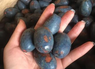 The Forgotten Fruit: A Tasty Treat with Health Benefits that Money Can’t Buy