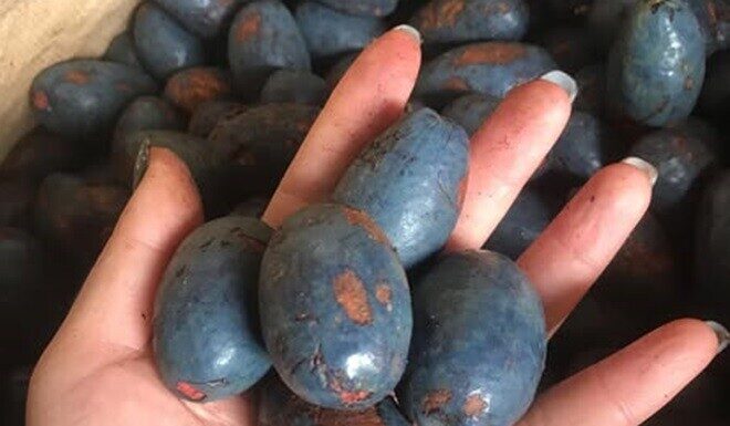 The Forgotten Fruit: A Tasty Treat with Health Benefits that Money Can’t Buy