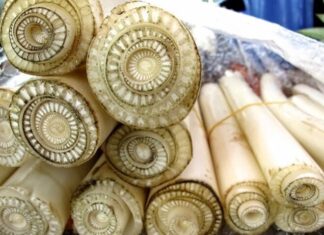 The “Moon Vegetable” from Japan: An Expensive Delicacy with Health Benefits, Yet Vietnamese Farmers Feed it to Pigs.