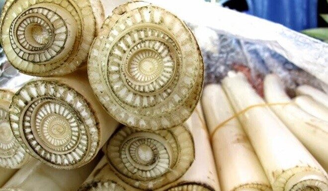 The “Moon Vegetable” from Japan: An Expensive Delicacy with Health Benefits, Yet Vietnamese Farmers Feed it to Pigs.