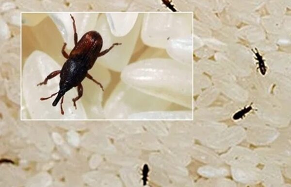 The Ultimate Rice Storage Hack: Keep Your Grains Pest-Free for Months with This Simple Trick