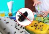 The Ultimate Guide to Getting Rid of Flies: A Quick and Easy Solution