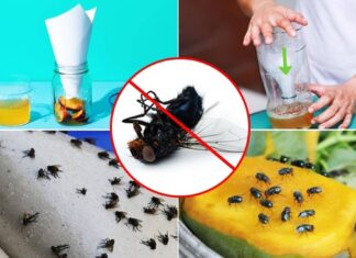The Ultimate Guide to Getting Rid of Flies: A Quick and Easy Solution