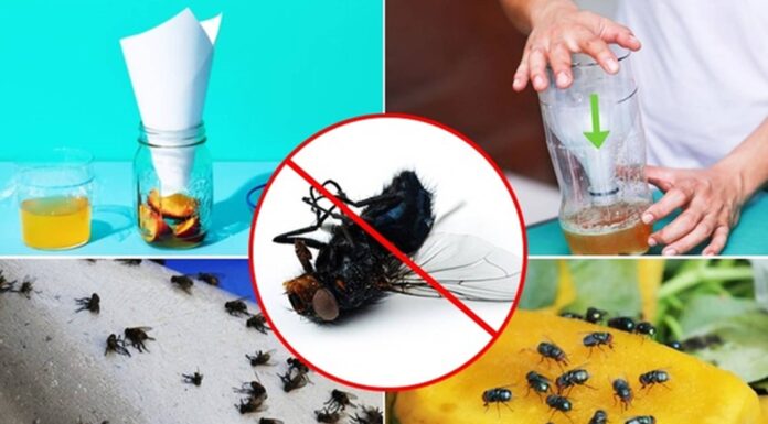 The Ultimate Guide to Getting Rid of Flies: A Quick and Easy Solution
