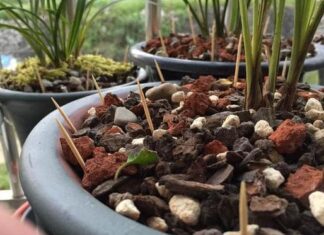 The Many Benefits of Toothpick Gardening: Unlocking a World of Knowledge